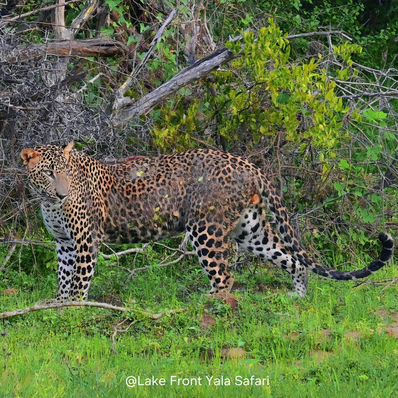 Lake Front Yala Safari Kataragama Eksteriør billede