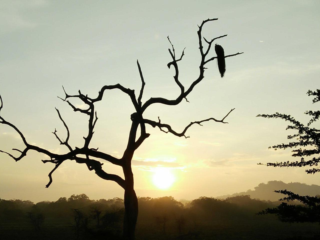 Lake Front Yala Safari Kataragama Eksteriør billede